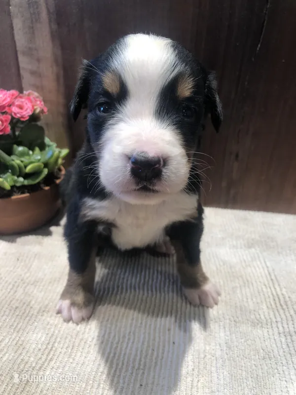 Frank – Bernese Mountain Dog puppy for sale in Middleburg, VA
