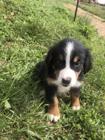 Frank, a male Bernese Mountain Dog for sale in Middleburg, VA – 3 of 8