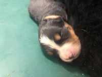 Male 1, a male Bernese Mountain Dog for sale in Middleburg, VA – Photo 2 of 3