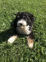 Bailey, a female Bernedoodle for sale in Middleburg, VA – 1 of 10