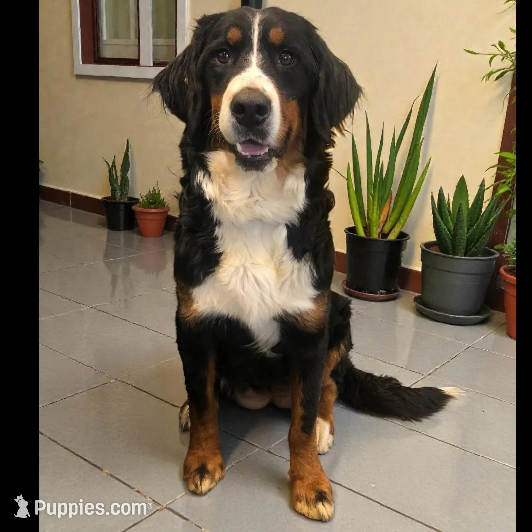 Adam, a male Bernese Mountain Dog for sale in Middleburg, VA – Photo 10 of 10