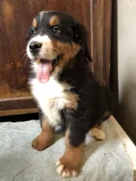 Adam, a male Bernese Mountain Dog for sale in Middleburg, VA – Photo 2 of 10