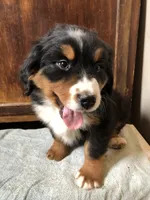 Adam, a male Bernese Mountain Dog for sale in Middleburg, VA – Photo 1 of 10