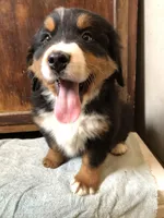 Adam, a male Bernese Mountain Dog for sale in Middleburg, VA – Photo 3 of 10