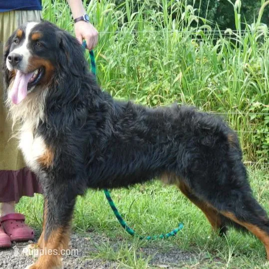 Adam, a male Bernese Mountain Dog for sale in Middleburg, VA – Photo 9 of 10