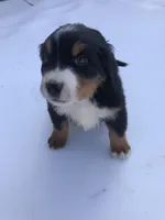 Adam, a male Bernese Mountain Dog for sale in Middleburg, VA – Photo 5 of 10