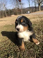Adam, a male Bernese Mountain Dog for sale in Middleburg, VA – Photo 6 of 10