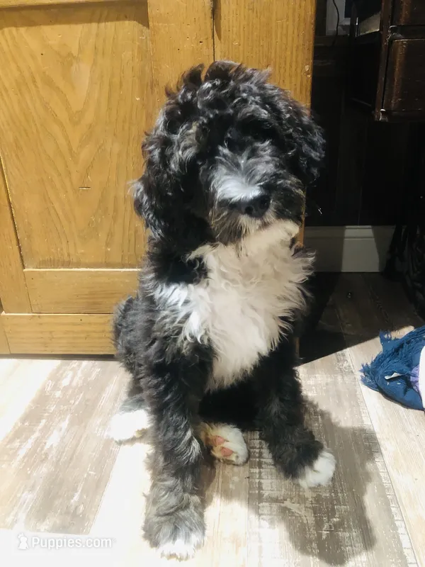 Ranger (tricolor) – Bernedoodle puppy for sale in Middleburg, VA