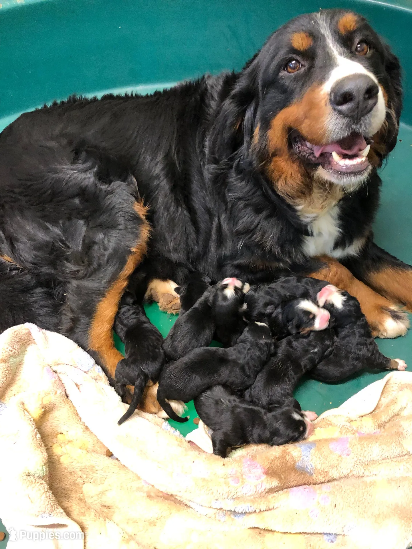 Theo, a male Bernese Mountain Dog for sale in Middleburg, VA – Photo 8 of 9