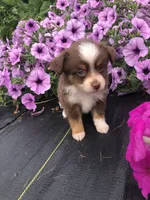 Ace, a male Toy Australian Shepherd for sale in Middleburg, VA – 3 of 10