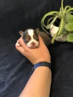 Ace, a male Toy Australian Shepherd for sale in Middleburg, VA – 4 of 6