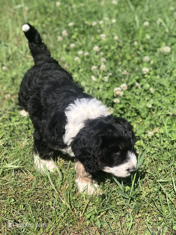 Bailey – Bernedoodle puppy for sale in Middleburg, VA
