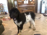 Standard Bernedoodles , a  Bernedoodle for sale in Middleburg, VA – 1 of 3