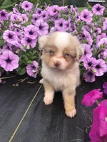 Akira, a male Toy Australian Shepherd for sale in Middleburg, VA – 3 of 9