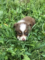 Ace, a male Toy Australian Shepherd for sale in Middleburg, VA – 1 of 10