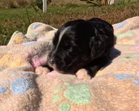 Annie, a female Bernedoodle for sale in Middleburg, VA – 3 of 8