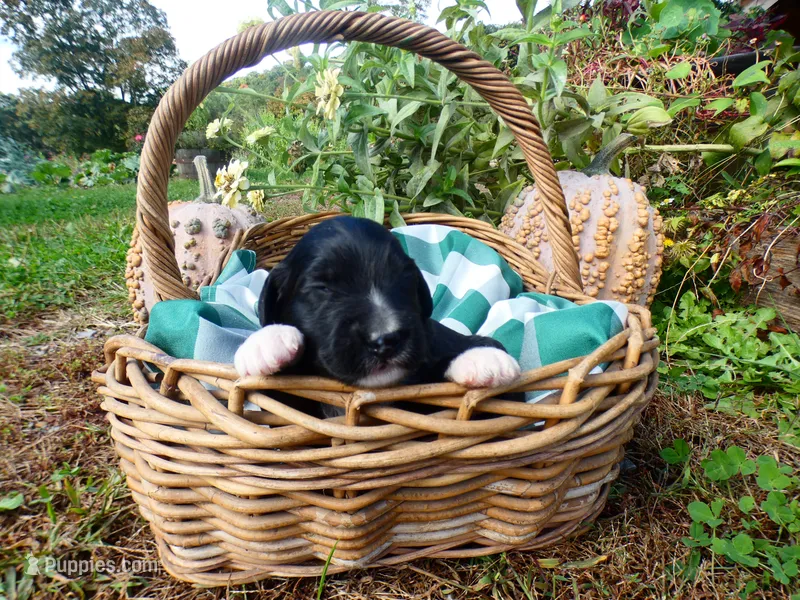Abby – Bernedoodle puppy for sale in Middleburg, VA