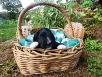 Abby, a female Bernedoodle for sale in Middleburg, VA – 1 of 4