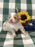 Akira, a male Toy Australian Shepherd for sale in Middleburg, VA – 2 of 6