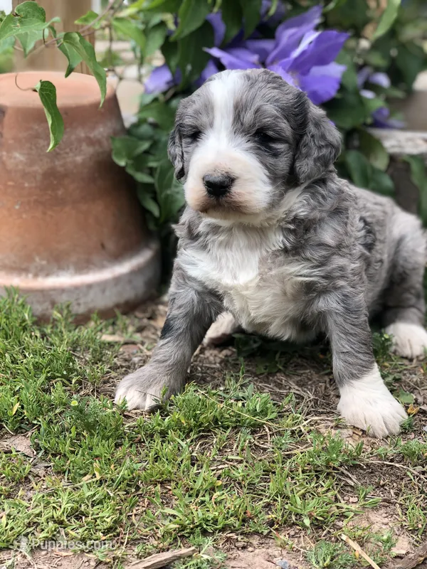 Belle – Bernedoodle puppy for sale in Middleburg, VA