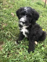 Coming Soon!! Standard Bernedoodles, a  Bernedoodle for sale in Middleburg, VA – 10 of 10