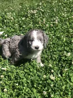 Belle, a female Bernedoodle for sale in Middleburg, VA – 2 of 6