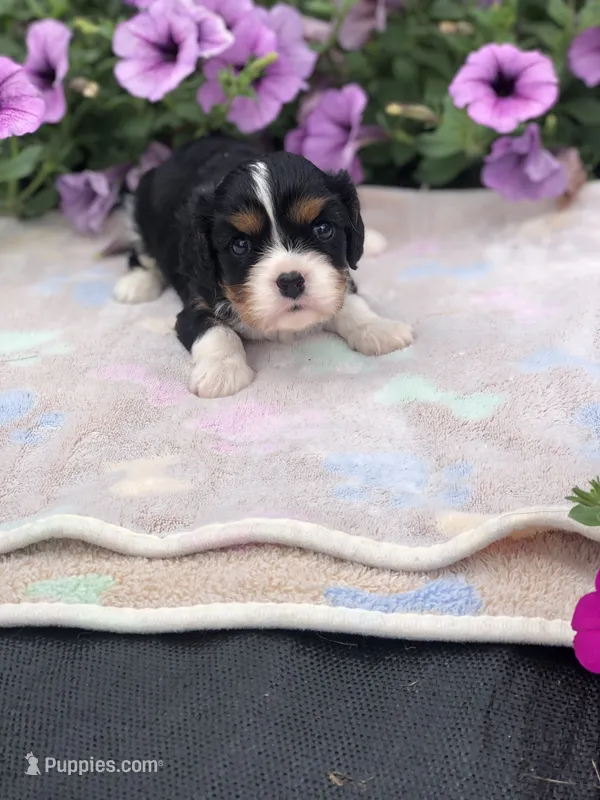 Denver – Cavalier King Charles Spaniel puppy for sale in Middleburg, VA