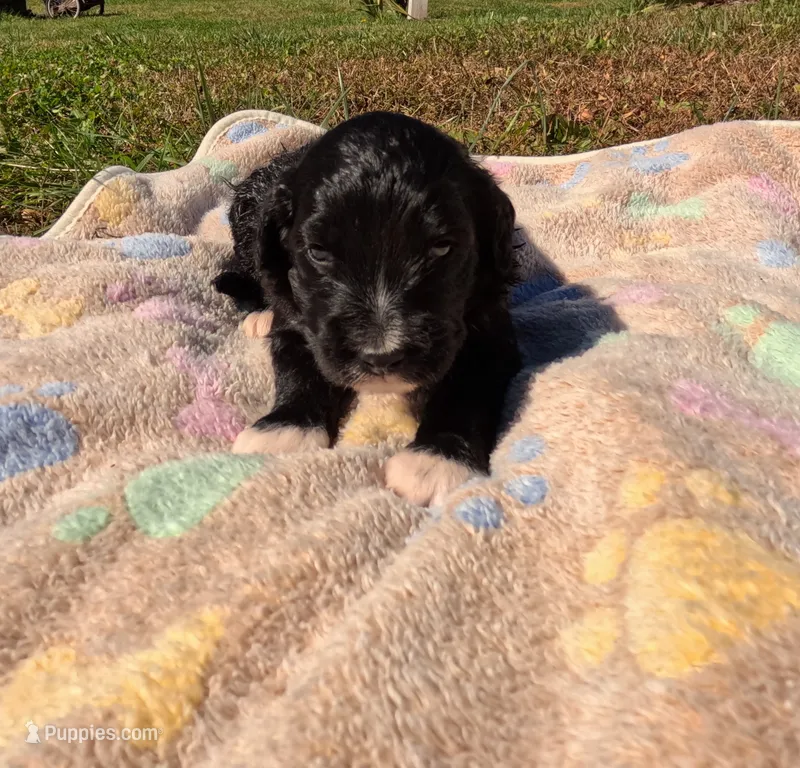Abby – Bernedoodle puppy for sale in Middleburg, VA