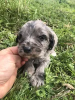 Betty, a female Bernedoodle for sale in Middleburg, VA – 2 of 4