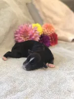 Amber, a female Bernedoodle for sale in Middleburg, VA – 4 of 4