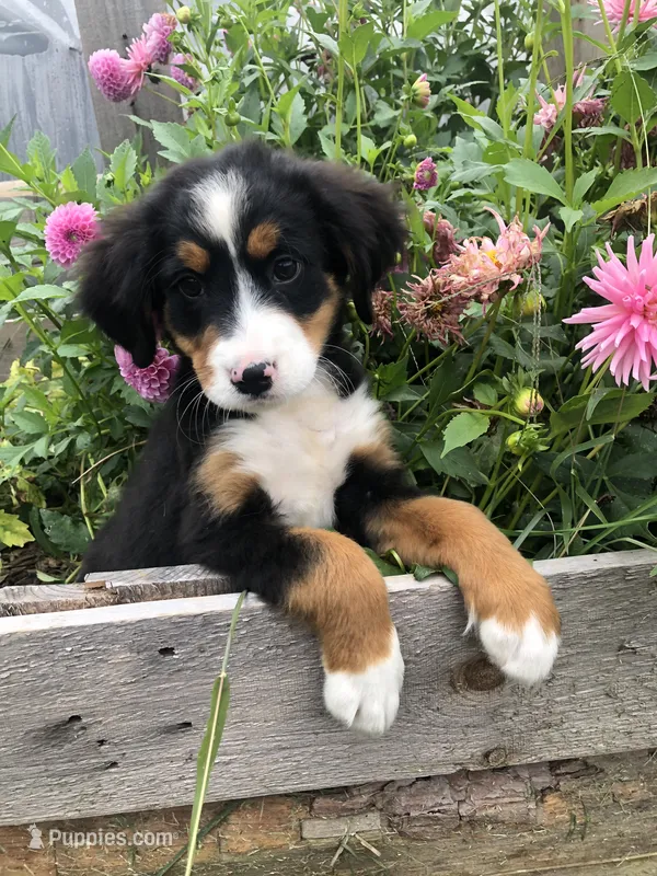Bella – Bernese Mountain Dog puppy for sale in Middleburg, VA