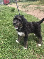 Champ (tricolor), a male Bernedoodle for sale in Middleburg, VA – 4 of 10