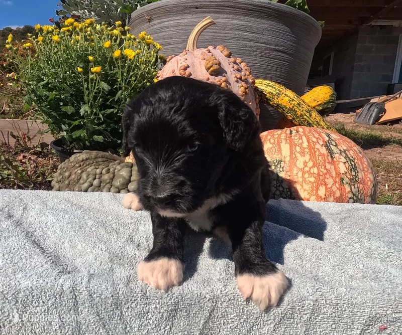 Abby – Bernedoodle puppy for sale in Middleburg, VA