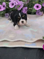Denver, a male Cavalier King Charles Spaniel for sale in Middleburg, VA – 6 of 10