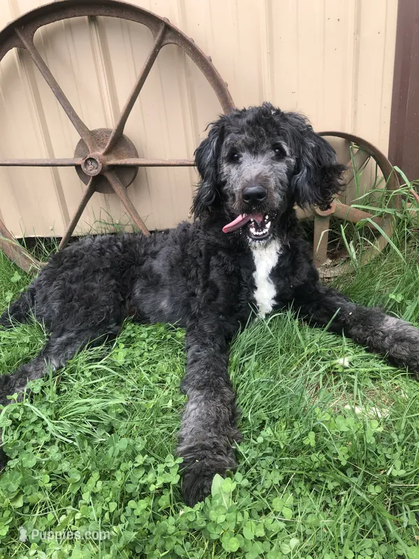 Stetson – Bernedoodle puppy for sale in Middleburg, VA