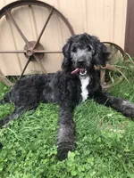 Stetson, a male Bernedoodle for sale in Middleburg, VA – 1 of 6