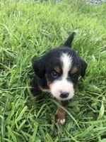 Blair, a female Bernese Mountain Dog for sale in Middleburg, VA – 5 of 7