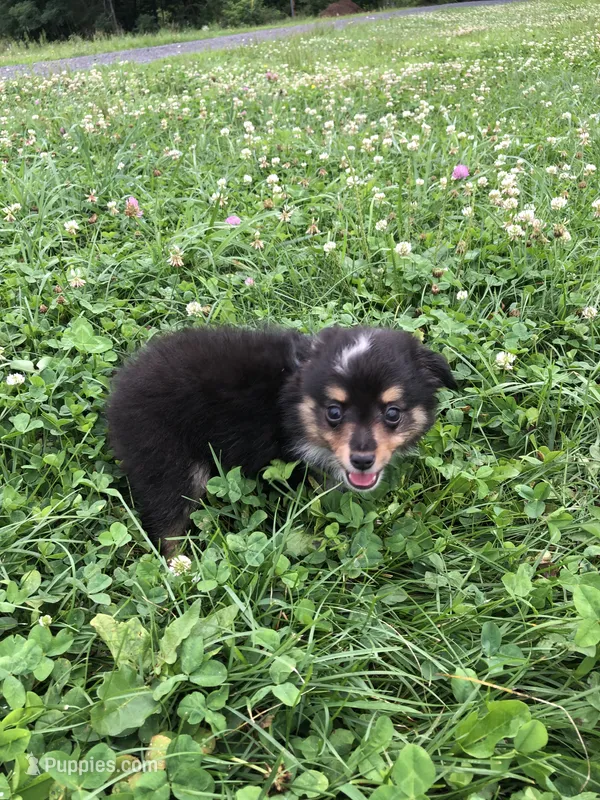 Arrow – Toy Australian Shepherd puppy for sale in Middleburg, VA