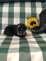 Arrow, a male Toy Australian Shepherd for sale in Middleburg, VA – 3 of 7