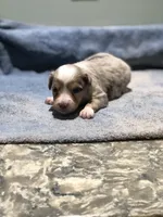 Amber, a female Toy Australian Shepherd for sale in Middleburg, VA – 4 of 7