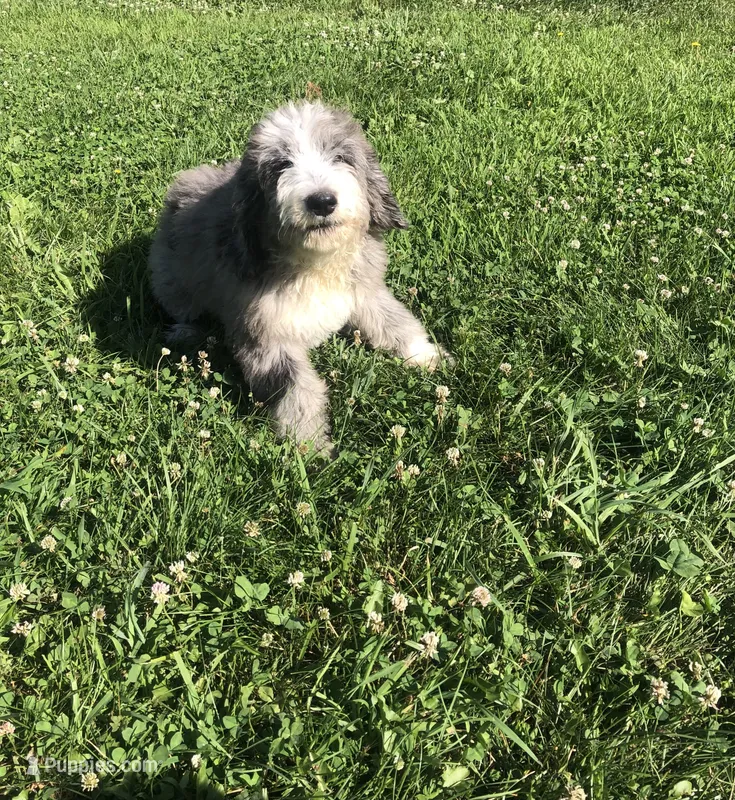 Belle – Bernedoodle puppy for sale in Middleburg, VA