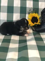 Arrow, a male Toy Australian Shepherd for sale in Middleburg, VA – 6 of 7