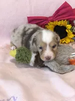 Amber, a female Toy Australian Shepherd for sale in Middleburg, VA – 3 of 7