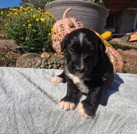Annie, a female Bernedoodle for sale in Middleburg, VA – 1 of 8