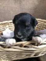 Standard Bernedoodles , a female Bernedoodle for sale in Middleburg, VA – Photo 4 of 8