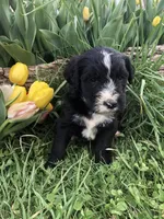 Scout, a male Bernedoodle for sale in Middleburg, VA – Photo 5 of 9