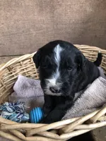 Standard Bernedoodles , a female Bernedoodle for sale in Middleburg, VA – Photo 7 of 8