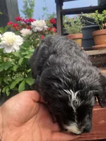 Scout, a male Bernedoodle for sale in Middleburg, VA – Photo 3 of 9