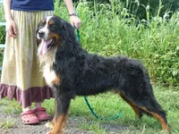 Standard Bernedoodles , a female Bernedoodle for sale in Middleburg, VA – Photo 3 of 8