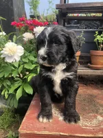 Scout, a male Bernedoodle for sale in Middleburg, VA – Photo 1 of 9